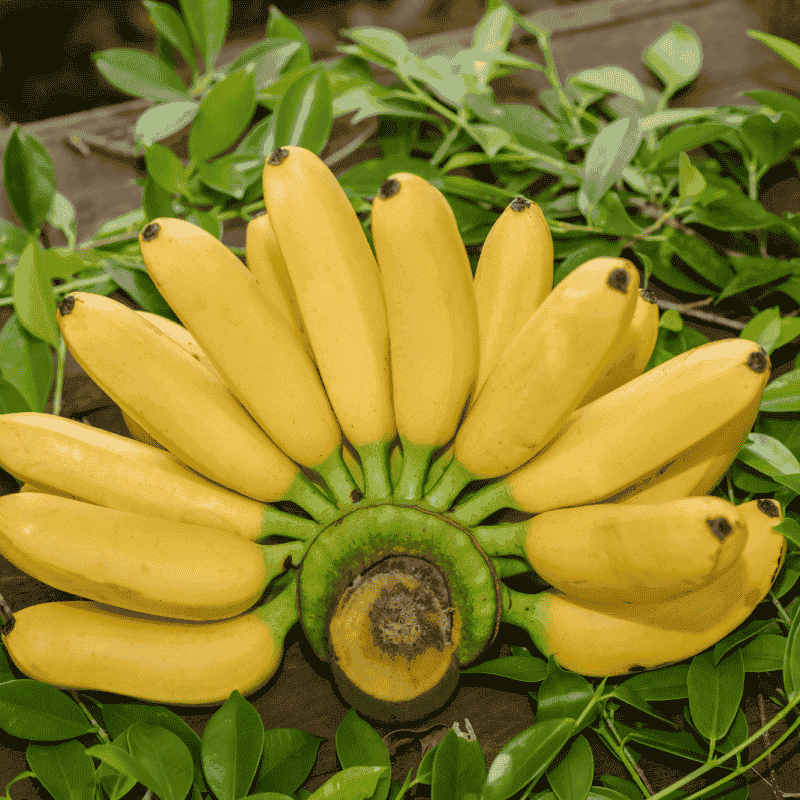 Fresh & Ripe Bananas – Naturally Sweet, Healthy & Delicious